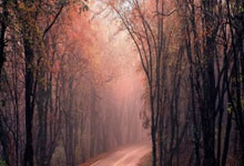 朗斯雄鹰，翱翔法兰西：一段关于热爱、坚持与崛起的传奇